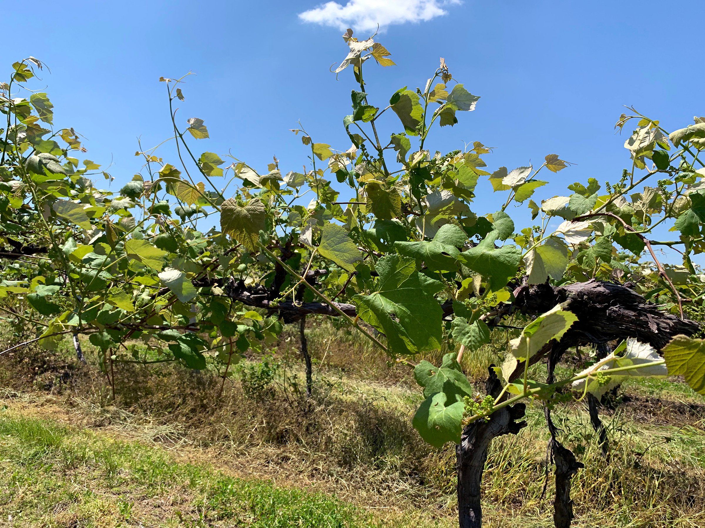 Concord Grapes in Van Buren County, Michigan farmland - LAND AUCTION - 194+/- ACRES OFFERED IN 5 TRACTS IN VAN BUREN COUNTY, MICHIGAN
